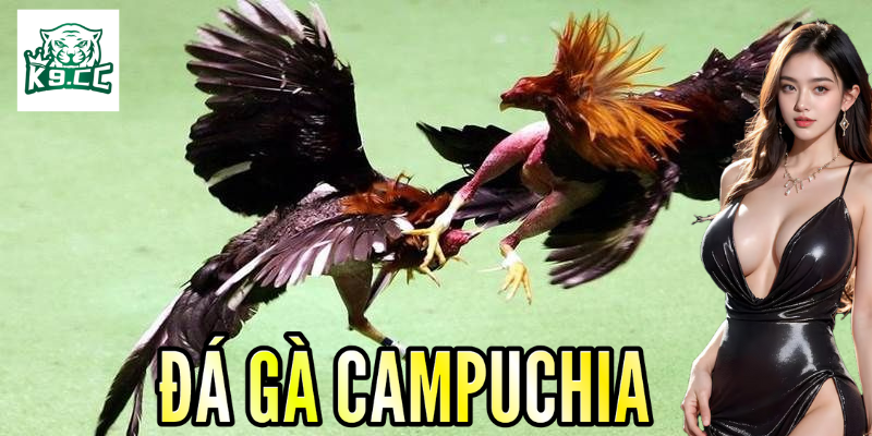 Đá Gà Campuchia - Kỹ Thuật Và Chiến Lược Thắng Lớn Từ K9CC Chiến thuật đảm bảo chiến thắng khi đặt cược đá gà Campuchia