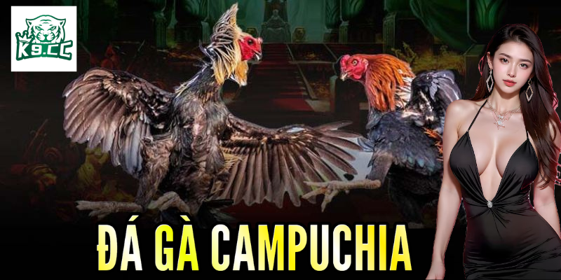 Đá Gà Campuchia - Kỹ Thuật Và Chiến Lược Thắng Lớn Từ K9CC Đá gà Campuchia - Cơ hội tăng thu nhập