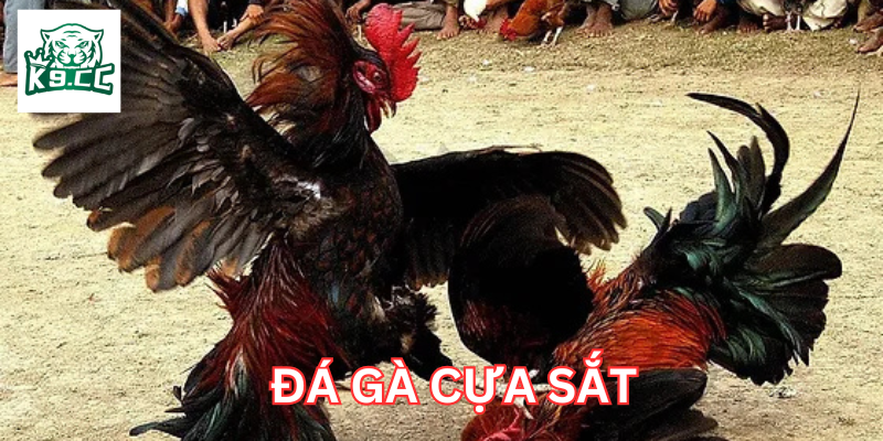 Đá Gà Cựa Sắt: Bí Quyết Chọn Chiến Kê Thắng Mọi Mặt Trận Đá Gà Cựa Sắt có gì đặc biệt